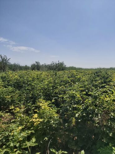с хоз назначения: 100 соток, Айыл чарба үчүн, Сатып алуу-сатуу келишими