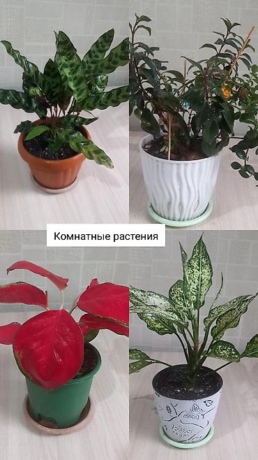 поддон: Комнатные растения за все 4 1500 - Калатея (маранта леопардовая) — 1