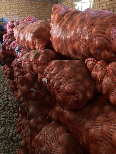 оптом тетради: Продаю лук " Манас" 80 тонн,сухой на складе калибр 5+. Город кант Пияз