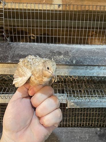 Другие с/х животные: Китайские расписные перепелки - Породы/окрасы: смешанные – тёмные — 23