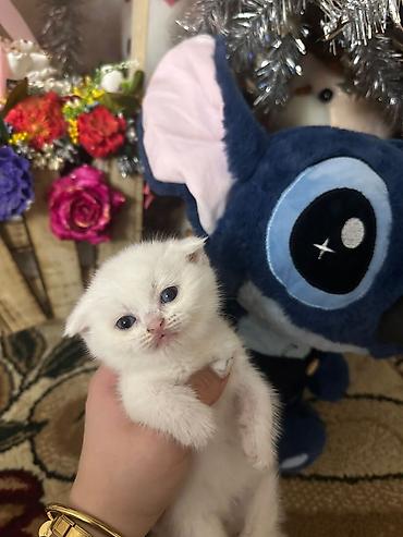 Pişiklər: Şotland — 1