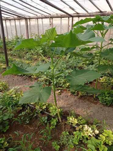 Ağaclar: Pavloniya (Adəm agaclar)satılır .her ölçüdə ağaclar var 5 manatdan 25 -da lalafo.az — 7 Ağaclar: Pavloniya (Adəm agaclar)satılır .her ölçüdə ağaclar var 5 manatdan 25 — 7