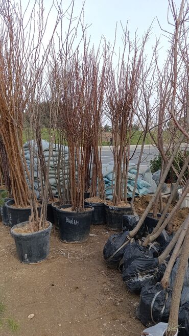 Şitillər: Dekarativ agaclarin satisi — 5