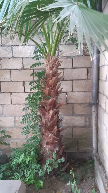 Ağaclar: Bu palma ağacı tropik bir görünüşə malik olub, bağçanıza, həyətinizə — 4