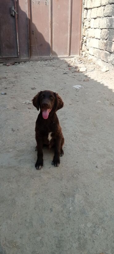 doberman balası: 3 ay