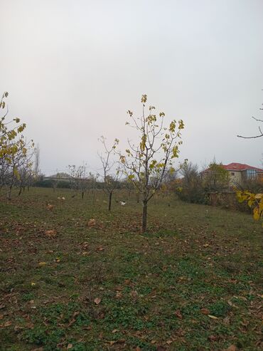 Torpaq sahələrinin satışı: 10 sot, Kənd təsərrüfatı, Mülkiyyətçi, Kupça (Çıxarış) — 4