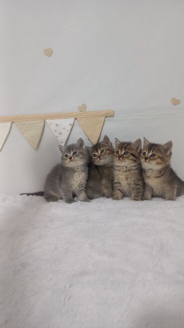 pişik cütləşmə: Британская