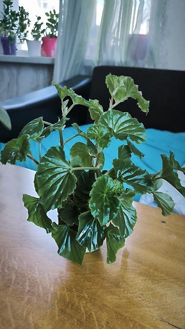 Otaq bitkiləri: 🌱 Begonia zoğları satılır! 6 ədəd zoğ — 1,50 AZN. 🌸 Çiçəkləri — 2