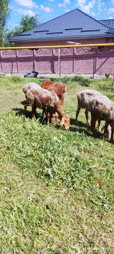 Бараны, овцы: Продаю | Овца (самка), Ягненок | Гиссарская | Для разведения
