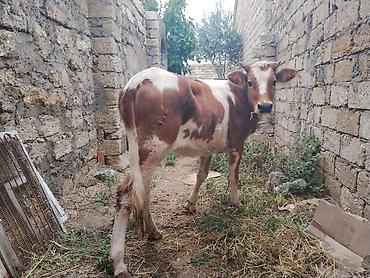 satdiq itler: 8 aylıq dişi dana satılır bordağa bağlamaqa yarıyır heç bir problemi — 1