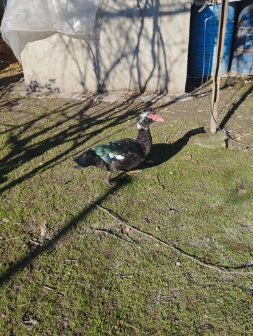 Ördəklər: Salam super damazliq ve kesimlik ucun agir heyvanlardi ag krasnadarlar — 8