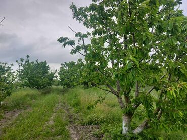 Ağaclar: 2 hektar 79 sot Məhsul: Gilas bağı Xaçmaz Rahimoba yolunda Asvaltdan — 12