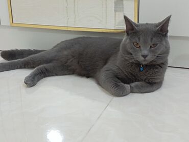 Pişiklər: Britan, Erkək — 6