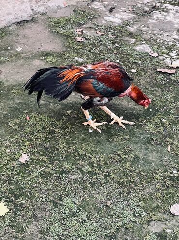 Xoruzlar: Heyratı xoruz satılır 1 il 3 aylıq. Cins: Uzunboyun, sərt bədən — 9