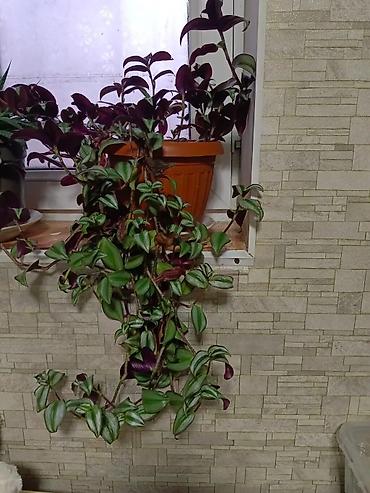 Драцены и Сансевиерии: Продаю комнатные цветы. Цены разные at lalafo.kg — 2 Драцены и Сансевиерии: Продаю комнатные цветы. Цены разные — 2