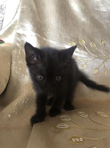 купить кошку бишкек: 1 месяц, Девочка, Приучена к лотку — 2