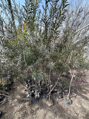 evkalipt ağacı satilir: Kalistamon
Həmişəyaşıl
Gül ağacı
Çox sayda var
