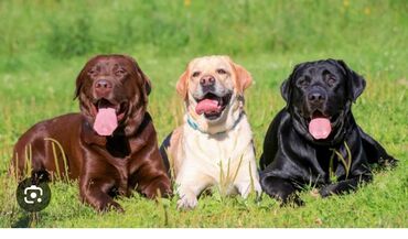 labrador it: Labrador-retriver, 1 il, Erkek, Peyvəndli, Ünvandan götürmə