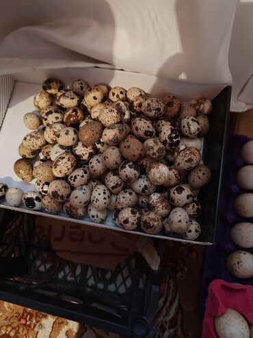 Toyuqlar: Toyuq, Damazlıq, Ünvandan götürmə — 5