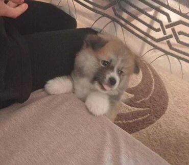 xaski itler: Akita-inu, 2 ay, Erkek, Pulsuz çatdırılma