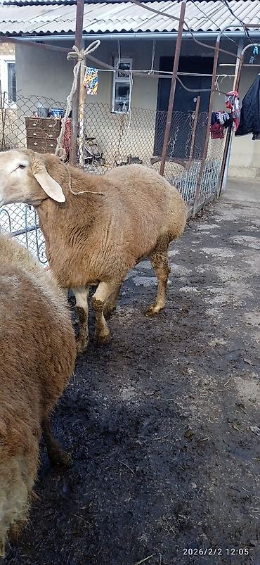 Баран, овца: Продаю | Овца (самка) | Арашан | Для разведения | Племенные — 2