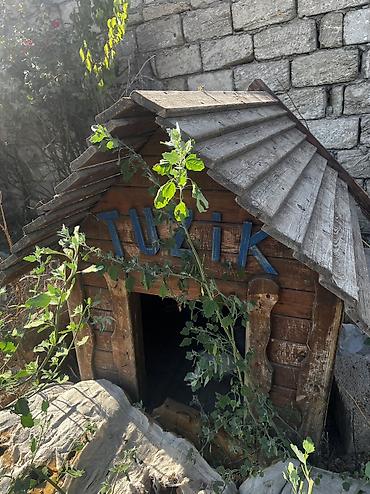 it yuvasi satilir: Salamm itlər çün yuvlar kimm istsə yazsınn 3 dənədi 230 mamatdıı ünvan — 5