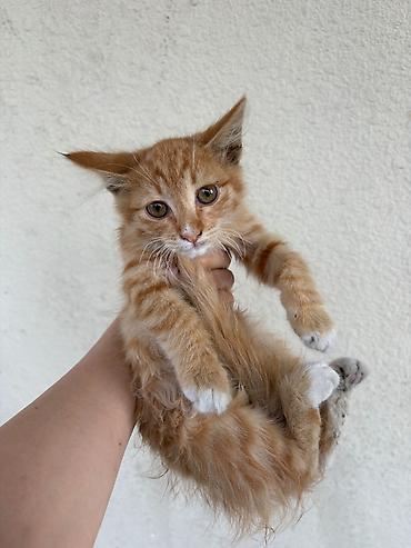 пушистые коты: Самец, В добрые руки, Самовывоз — 3