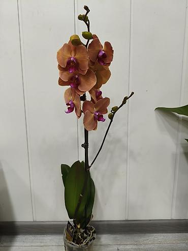 Орхидеи: Орхидея фаленопсис в прозрачном пластиковом горшке. - Разные окраски — 1