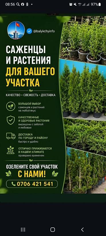 Другие декоративные деревья: Рассада хвойников в контейнерах (туя/можжевельник, молодые саженцы — 1