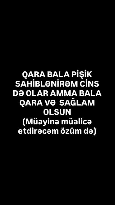 qara pişik: Dişi, Erkək, Yaxşı əllərə — 1