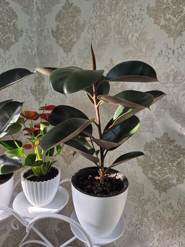 купить пальму комнатную: Фикус эластика (Ficus elastica, «Каучуконосный фикус») в горшках. -