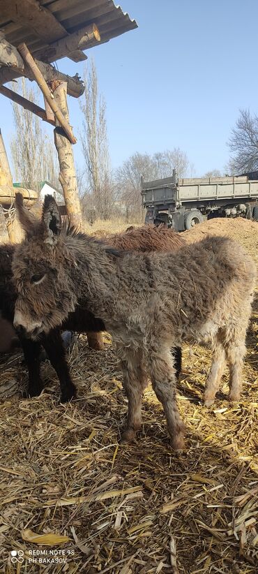 кунажын сатам: Продам осленка (самец) 5-6 месяцев эшектин баласын сатам, кодолек