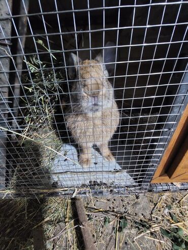 Gəmiricilər: 10azndan - 20azna qədər qiymetler deyişir Diri çəkiləri 1kq -3kq -da lalafo.az — 5 Gəmiricilər: 10azndan - 20azna qədər qiymetler deyişir Diri çəkiləri 1kq -3kq — 5