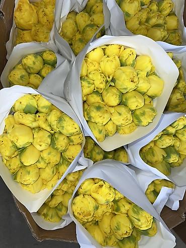 Букеты из живых цветов: Тюльпаны - Сорт: нежно-розовые тюльпаны с мягкой желтой каймой на — 12