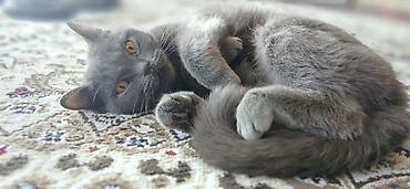 Мышыктар: Британская короткошёрстная кошка, окрас пепельно серый Особенности: - — 3