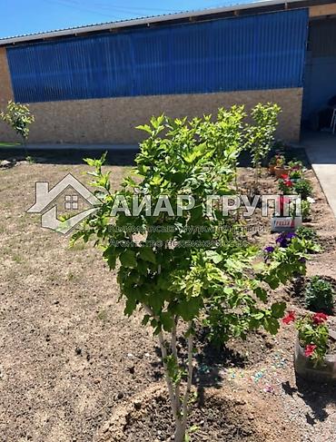 котед: ПРОДАЁТСЯ КОТТЕДЖ НА ИССЫК-КУЛЕ — ГОТОВЫЙ БИЗНЕС! ЧОН САРЫ ОЙ — 2