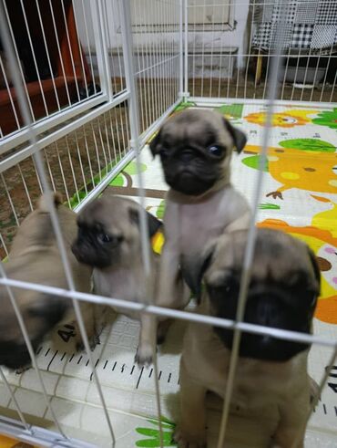 Продажа собак: Щенки мопса - Порода: мопс, окрас бежевый с чёрной маской - — 9