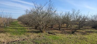 Torpaq sahələrinin satışı: 93 sot, Kənd təsərrüfatı — 16