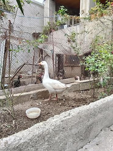 qaz kuban: Məhsul: Qaz (ağ rəngli) Təsvir:erkəy qa yerli - Ev quşu təsərrüfatı — 2