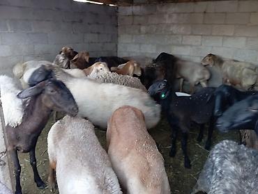 продам ягнят: Продаю | Овца (самка) | На забой, Для разведения, Для шерсти | Котные, Матка, Ярка — 5