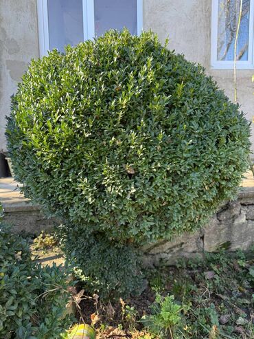 Şitillər: Şimşir tingləri satıram. Onlar dekorativ haşiyələr, hedcinqlər və — 30