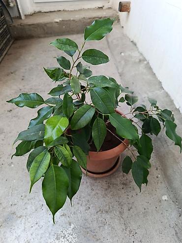 Fikus Benjamina – otaq bitkisi - Növ: Ficus benjamina (Benjamen