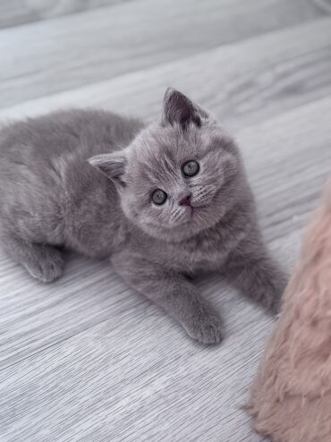 кошка шотландский: Скотиш Страйт (Шотландская прямоухая), 2 месяца, Девочка, Лиловый, С документами