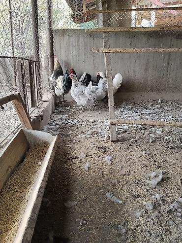 курица брама купить: Продам породистых домашних курей — 2