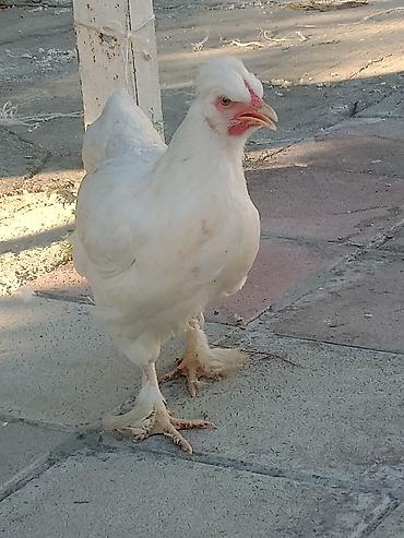 damazlıq heyvanların satışı: Toyuq, Damazlıq — 4