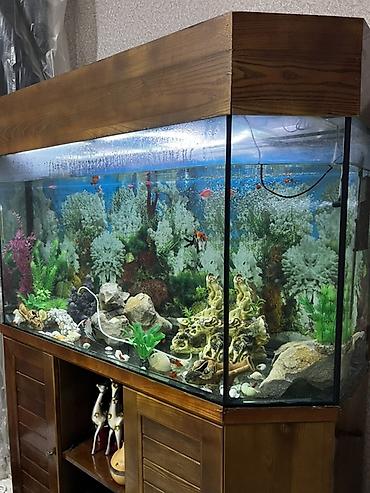 Böyük 450 l akvarium. Wkafi demiz aqacdandi wiwmir curumur indiki lalafo.az -da — 2 Böyük 450 l akvarium. Wkafi demiz aqacdandi wiwmir curumur indiki — 2