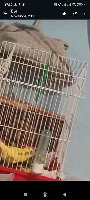 papuqaylar: 2 yumurtaya hazır popuqay, yuva su qabı 2 dən qabı yumurta qutusu — 8