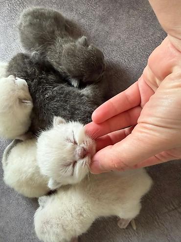 sinsila pişik: Təmiz qan Scottish Fold və Blue point Şinşila balalar, 7 mart — 4
