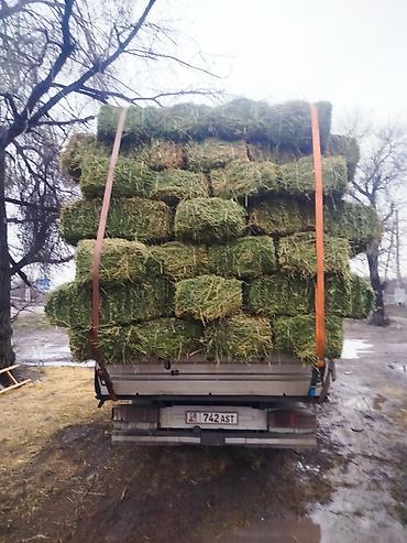 Корма для с/х животных: 2 укос клевер мелкий чистый 410 сом 150 штук — 1