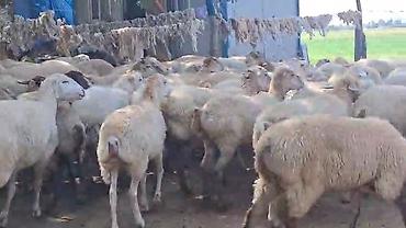 toyuq ucuz qiymete: QOYUNMUZ. SATILIR. QİYMƏTİ. 380. AZN. 1,2,3,4. QARIN. 600 BAŞ SORTU — 6